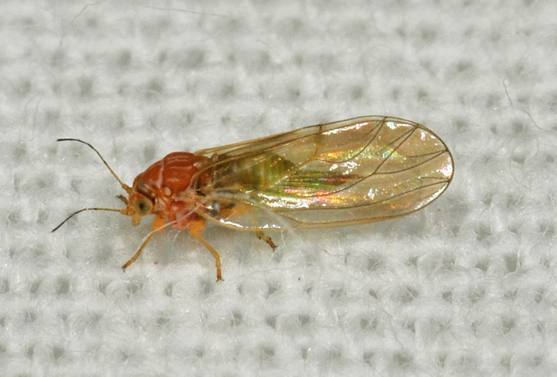 Aphididae e Psyllidae: cfr. Cacopsylla sp.